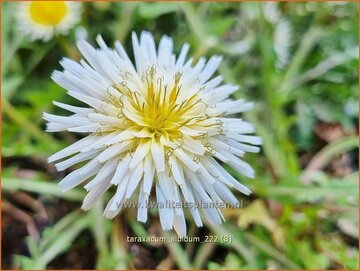 Taraxacum