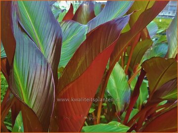 Ensete