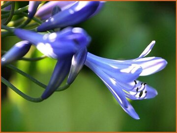African Lily