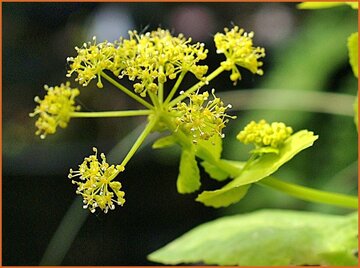 Alexanders