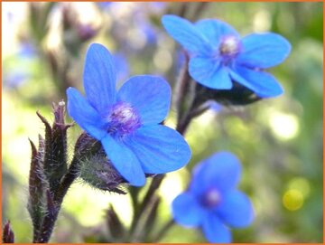 Alkanet