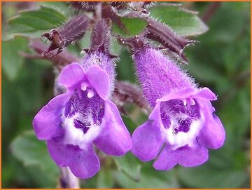 Alpine Calamint