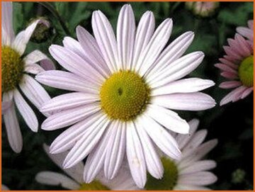 Arctic Daisy
