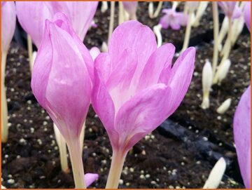 Autumn Crocus