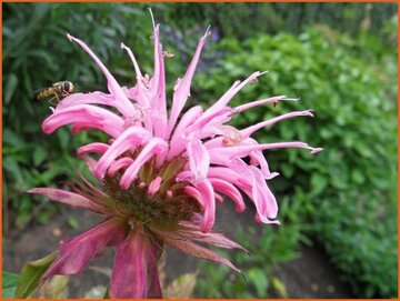 Beebalm