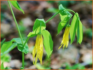 Bellwort