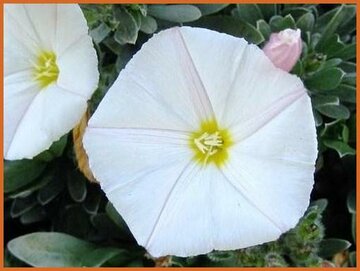 Bindweed