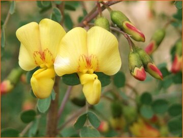 Bladder Senna