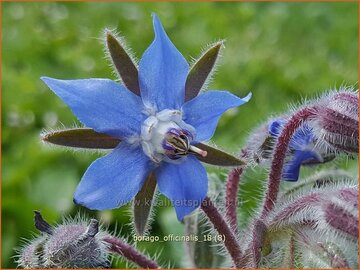 Borage