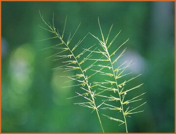 Bottle-Brush Grass