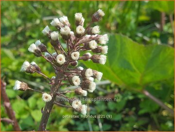 Butterbur