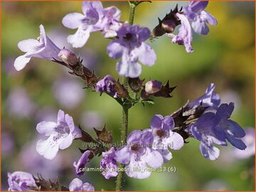 Calamint