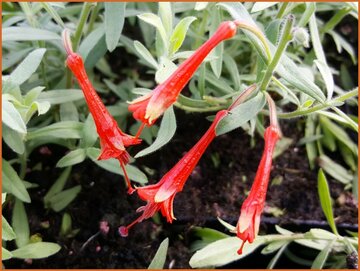 California Fuchsia