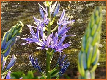 Camas