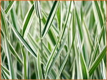 Canary Grass