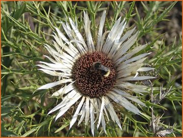 Carline Thistle