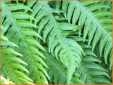 Chain Fern