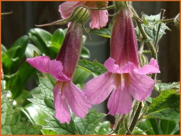 Chinese Foxglove