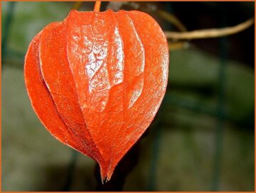 Chinese Lantern