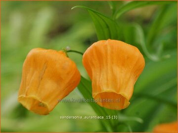 Chinese Lantern Lily