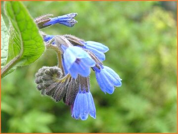 Comfrey