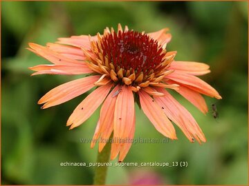 Coneflower (Echinacea)