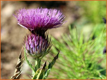 Cotton Thistle