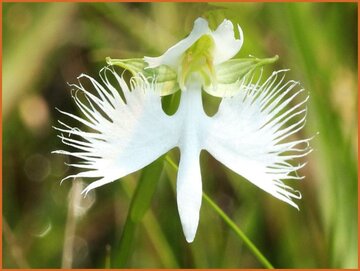 Crane Orchid