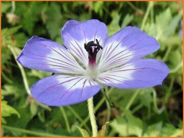 Cranesbill
