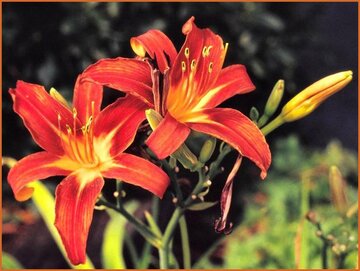Day Lily