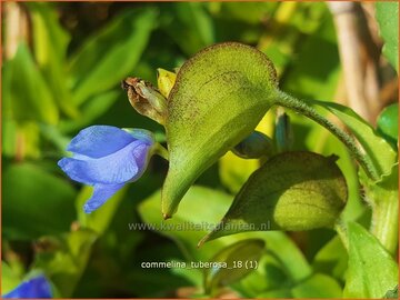 Dayflower
