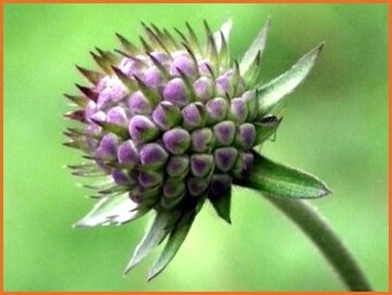 Devil's Bit Scabious
