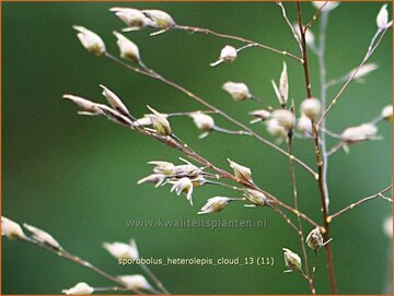 Dropseed