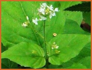 Enchanter's Nightshade