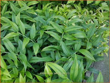 Evergreen Solomon's Seal