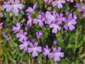 Fairy Foxglove