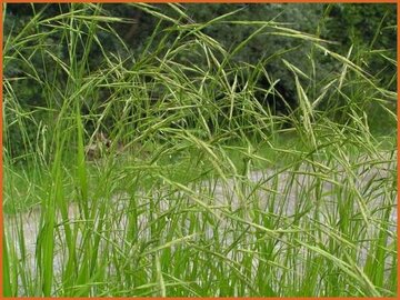 False Brome