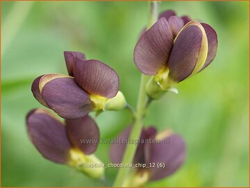 False Indigo