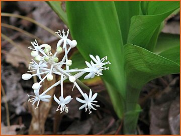 False Lily of the Valley