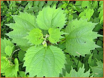 False Nettle