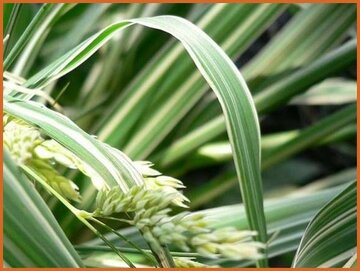 False Oat Grass