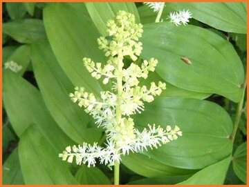 False Solomon's Seal