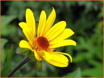 False Sunflower