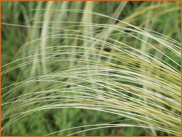 Feather Grass