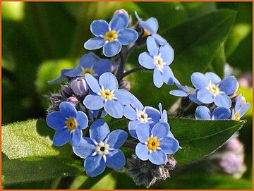 Forget-me-not