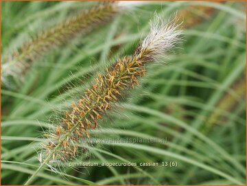 Fountain Grass