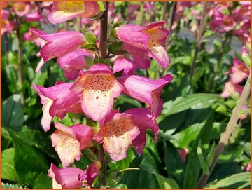 Foxglove (Digiplexis)
