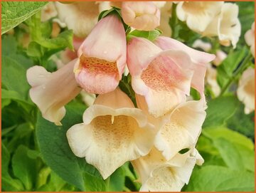 Foxglove (Digitalis)