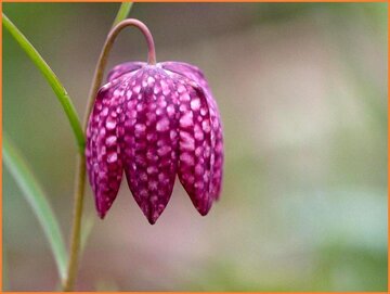 Fritillary