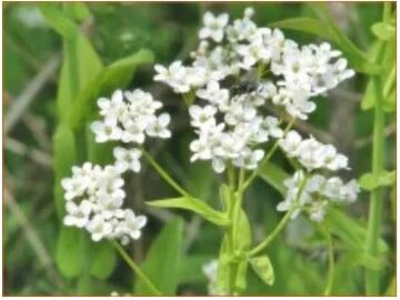 Garlic Cress